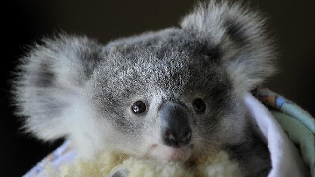 Koala easy help