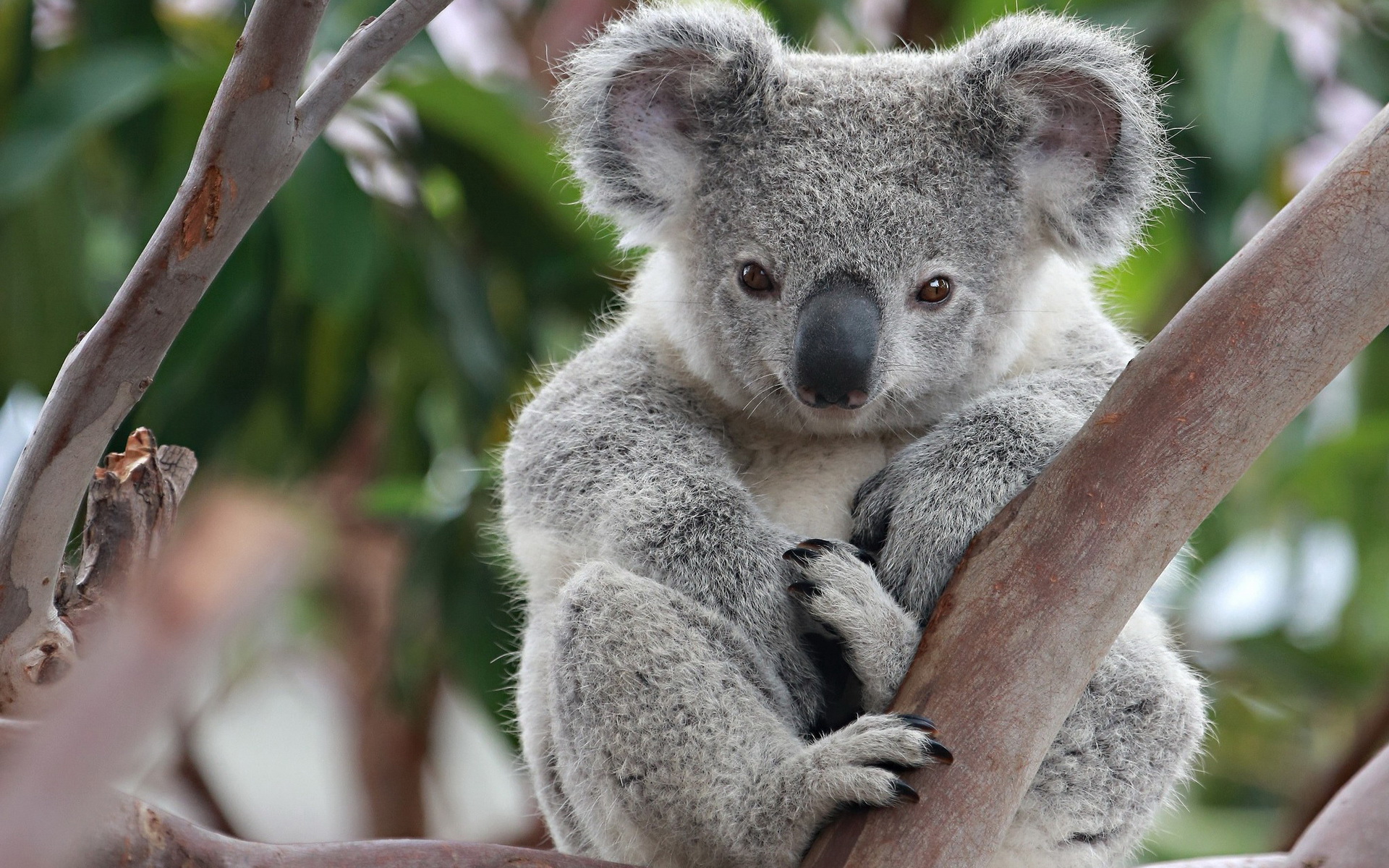 Koalas