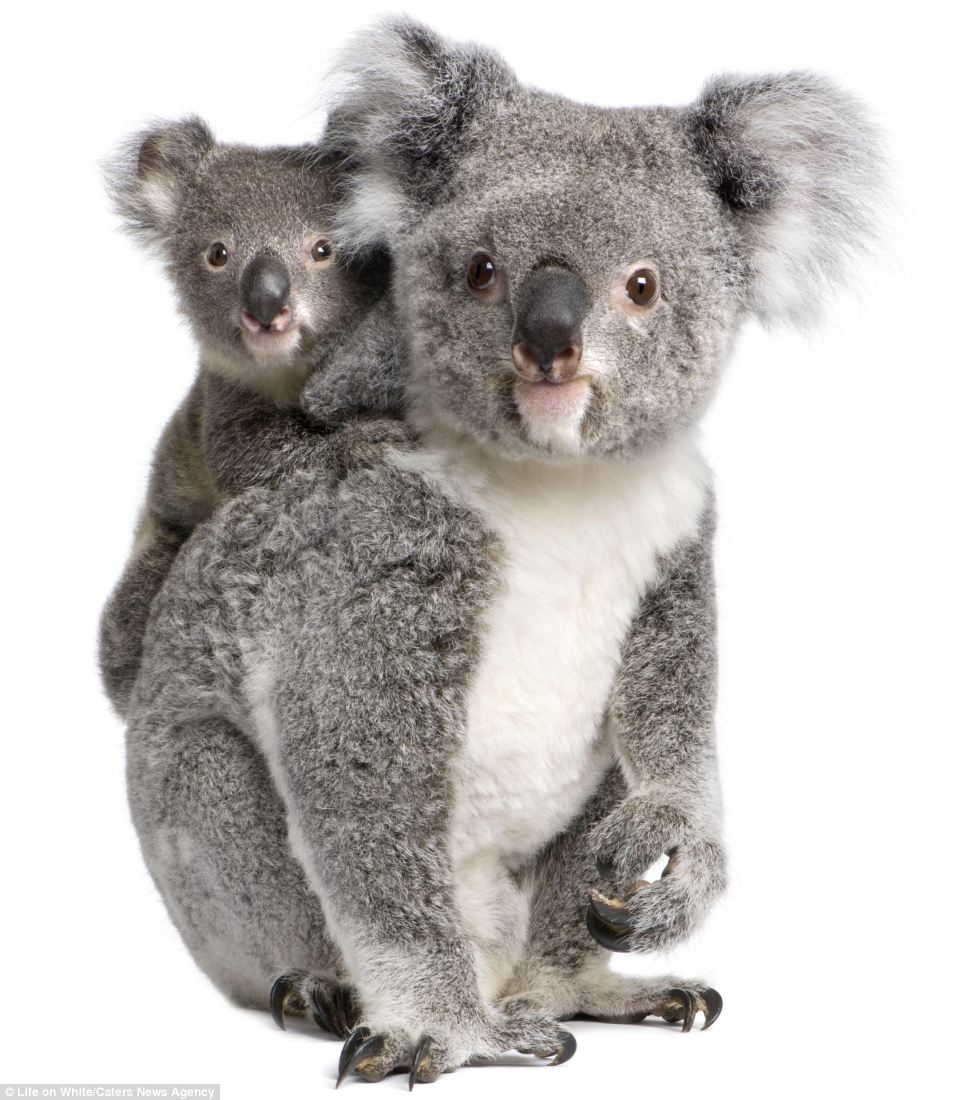 koala