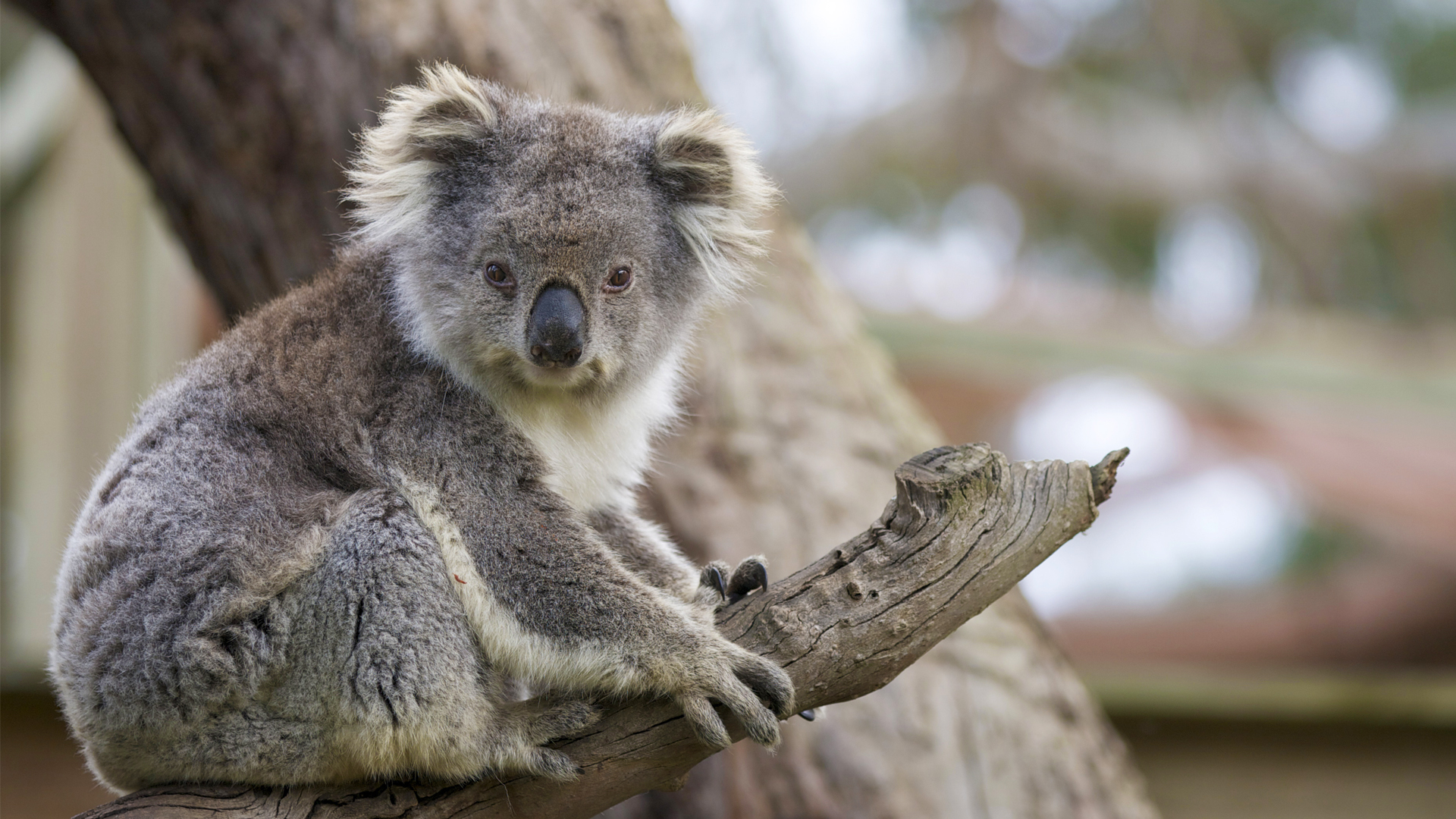 Koalas